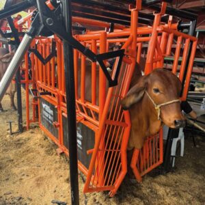 Brete bascula electronico ganadero plus 3000